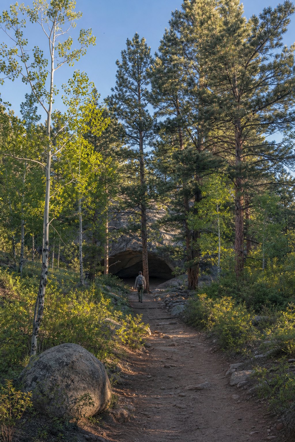 A quiet path through aspens and pine trees in Colorado