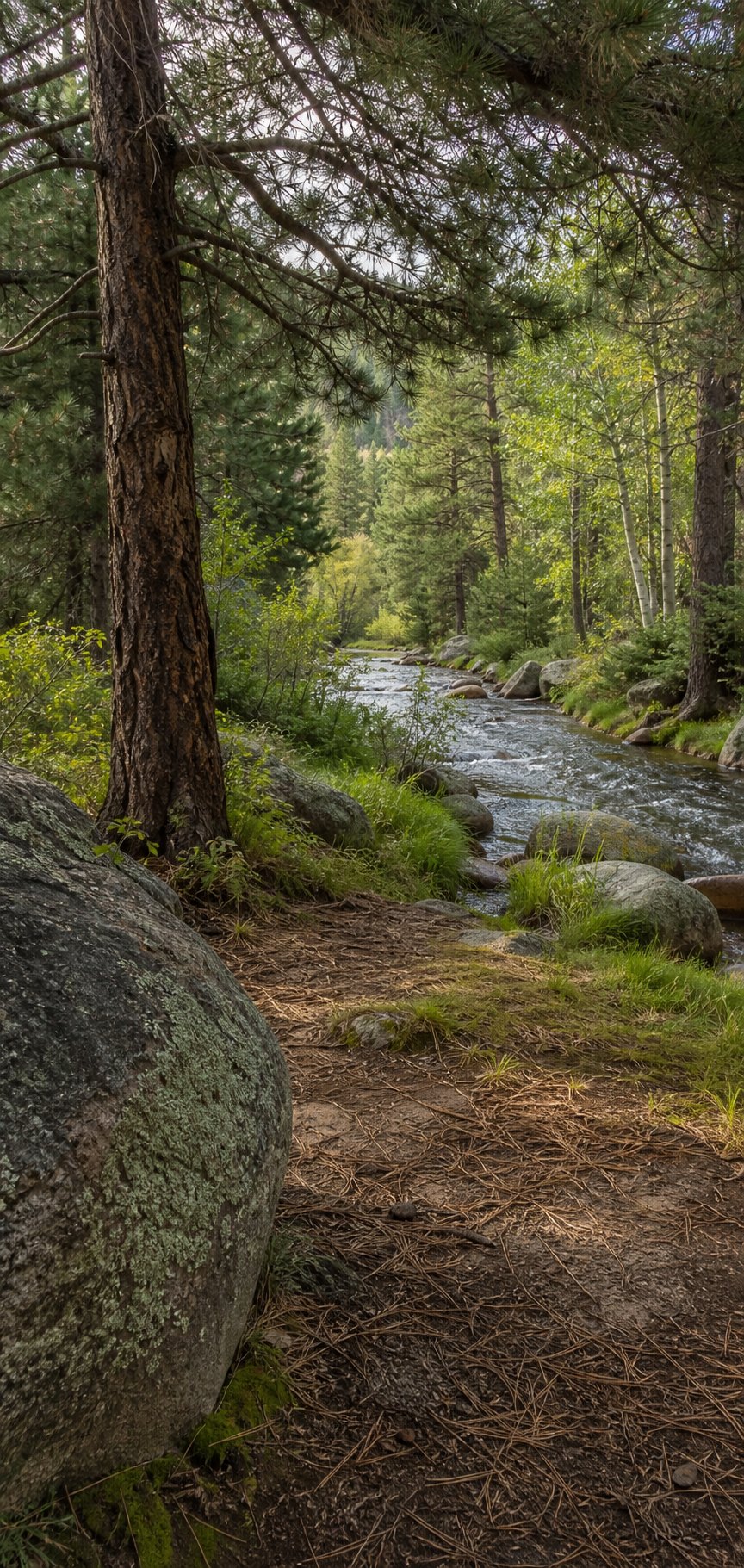 A shaded forest stream flowing between trees and boulders